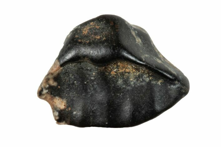 Fossil Nodosaur Tooth - Judith River Formation #260327